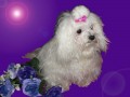 Halli  jako z poh�dky