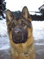 Artu�