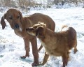 Op�t s kamar�dkou v p��rod�
