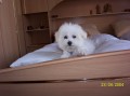 Bi�onek