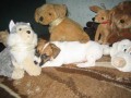 ply��ci..a kde je Rockys??