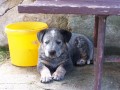 Brut  -  7t�dn�