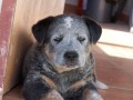 Brut   -  8 t�dn�