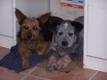 Brut a Denyna  -  9t�d. + 12 let