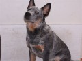 Brut  -  8 m�s�c�