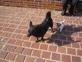 Orryho v��n� st�n-Rocky :D