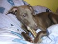 N�co "na zub"