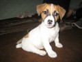 u� jsem "velky" pes :-)))