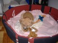 bacha ..trha�.)