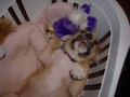 m�me doma up�ra:)
