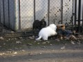 Setk�n� s "hrdinou" yorkem a buldo�kem