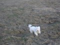 U� jste vid�li kr�l�ka s copem?