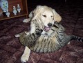 m�j nejlep�� kamar�d