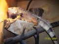 jsem kr�l sv�ho ter�rka