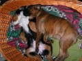 Se "s�grou"