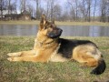 Artu�