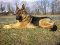 Artu�