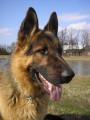 Artu�