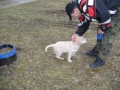 Hodn� pejsek