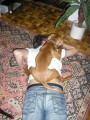 P�n��ek cht�l podrbat z�da...