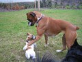 z�ke�n� Rocky aneb dej tu pracku pry� :-))))