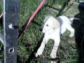 Ve st�nu �eb��ku - na zahrad�