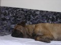 Baggynka spink�