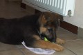 Ziki  uz se bl�i 3 m�s�c
