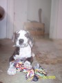 dogoud� mim�o