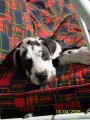 dogoud� mim�o2