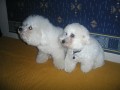 Bi�ko a Dami�n