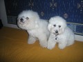 Bi�ko a Dami�n