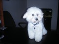 Dami�n