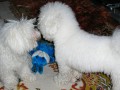 Sraz bi�onk� 1