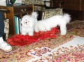 Sraz bi�onk� 3
