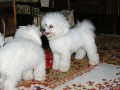 Sraz bi�onk� 4