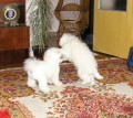 Sraz bi�onk� 6