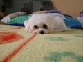 Zzze by to byl tule�???