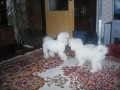 Bi�ko a Phoebe