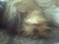 Vesel� dog