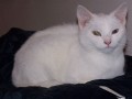Sn�enka