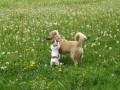 Rocky �plh� po Jimmym