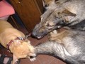 jak Garf �ral Trin�u:)