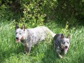 Brut s m�mou Dinki