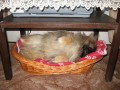 Fellini spink�