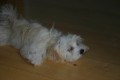 Tohle �r�t teda nebudu!
