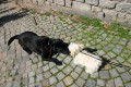 Mal�xvelk�, b�l�x�ern�