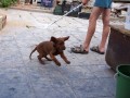 vypad�m jak "str��ek Fido"