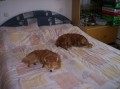 odpoledn� siesta
