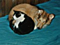 Mal� Gino a kocour